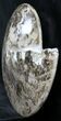Polished / Ammonite (Choffaticeras?) - Goulmima, Morocco #27366-5